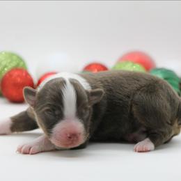 Female 2 - Red tri-color female Miniature American Shepherd puppy in Childress, Texas from Taylor Farms