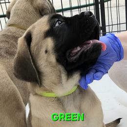 GREEN - Fawn female Mastiff puppy in Las Vegas, Nevada from Mike N.