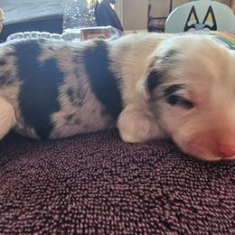 Ozzy - White and blue merle male Border Collie puppy in Salt Lake City, Utah from Monarch BorderCollies