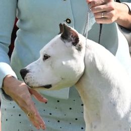 Venus - American Staffordshire Terrier