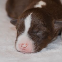 Miniature Australian Shepherd Puppies from Bellewynd Acres