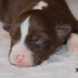 Miniature Australian Shepherd Puppies from Bellewynd Acres