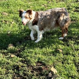Addie - Australian Shepherd