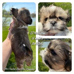 Priscilla - Gold female Shih Tzu puppy in Maize, Kansas from Air Capital Shih Tzu Puppies