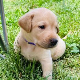 Violet - Yellow female Labrador Retriever puppy in Rock Hill, South Carolina from North Star Retrievers