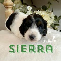 Sierra - AKC - Silky - Black and tan female Dachshund puppy in Kemp, Texas from Koli Acres
