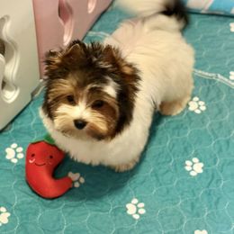 Teddy - Black tan and white male Biewer Terrier puppy in Louisiana from Maddylane Biewer Terriers