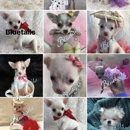 Chihuahua and Dachshund Puppies from Blue Tails Farm