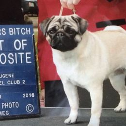 Pugs from Sharps Desert Pugs