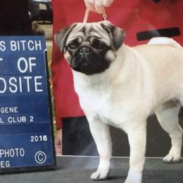 Pugs from Sharps Desert Pugs