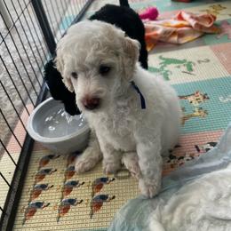Taco - Cream male Poodle puppy in Port Saint Lucie, Florida from Abbott Standard Poodles