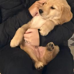 Golden Retriever Puppies from Ginn’s Golden Retrievers