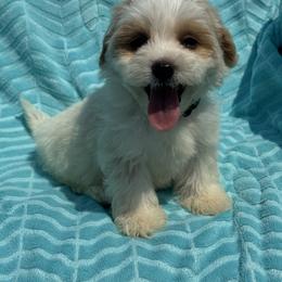 Baby Green - Parti male Maltipoo puppy in Berea, Kentucky from Blair’s Furry Friends