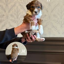 Toffee - Sable male Bernedoodle puppy in Tulsa, Oklahoma from The Poodle Co. Raising Doodles & Poodles