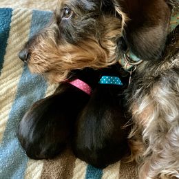 Dachshund Puppies from Vom Dörnerstein