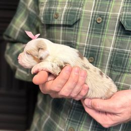 Red Merle female bobbed tail - Red merle female Toy Australian Shepherd puppy in Riverton, Utah from Iron Spirit Homestead & Aussies