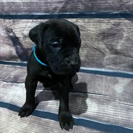 Teal Collar - Black female Cane Corso puppy in Fritch, Texas from Carrie Brown's Cane Corsos