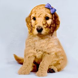 Goldendoodle Puppies from Copper Doodle Tails