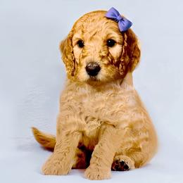 Goldendoodle Puppies from Copper Doodle Tails