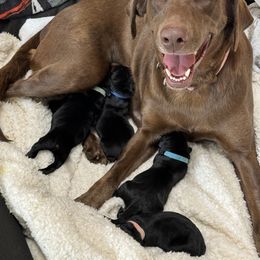 Labrador Retrievers from Andrew’s Labs