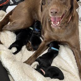 Labrador Retrievers from Andrew’s Labs