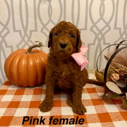 Pink female - Red  female Goldendoodle puppy in Haughton, Louisiana from Bailey’s Cajun Canines