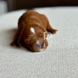 Latte - Red female Cavapoo puppy in Tulsa, Oklahoma from The Poodle Co. Raising Doodles & Poodles