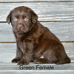 Green female - Chocolate female Labrador Retriever puppy in Mississippi from Sure Shot English Labs