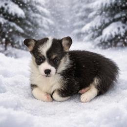 AKC Blue Elephant - Black and tan female Pembroke Welsh Corgi puppy in Summerfield, Florida from Promise Land Farm