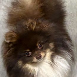 Sebastian - Chocolate and tan male Pomeranian puppy in Perry County, Ohio from Speechless Pom’s