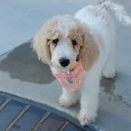 Aussiedoodles from Socal Aussiedoodles