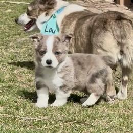 Superman - Blue merle and white male American Corgi puppy in Preston, Idaho from KC Bar Ranch Aussies
