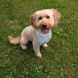 Daisy - Goldendoodle