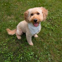 Daisy - Goldendoodle