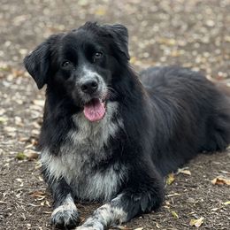 Koozie - Australian Shepherd