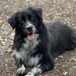 Koozie - Australian Shepherd