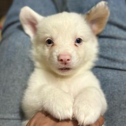 Ace - Blue merle and white male American Corgi puppy in Decatur, Texas from Bar S Corgis