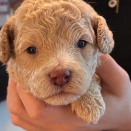 Chevy - Apricot male Goldendoodle puppy in Cumberland, Rhode Island from minigoldendoodlesofRI
