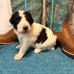 Bones - Black and white male Aussiedoodle puppy in Taylor, Missouri from Pawsitively Doodles
