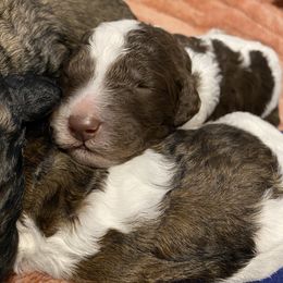 Poodle Puppies from Mars  Glitz Poodles