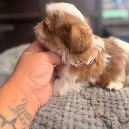 Luis G - Liver and white male Shih Tzu puppy in Apple Valley, California from Garcia_shihtzu