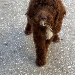Gray Collar Boy - Brown male Poodle puppy in Valdosta, Georgia from Posh Poodles