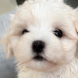 Maltese from Maltese  puppies DFW