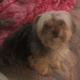 Bella - Yorkipoo