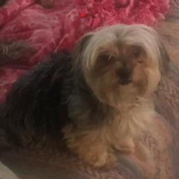 Bella - Yorkipoo