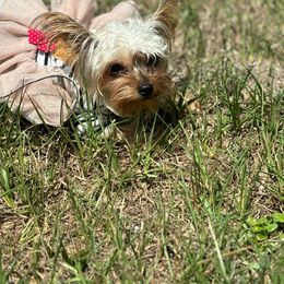 Lulu - Yorkshire Terrier
