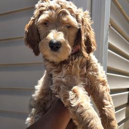Daisy - Red  female Goldendoodle puppy in Richmond, Virginia from Highland Grove Doodles, LLC