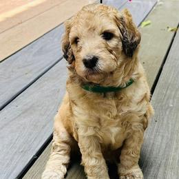 HOPE - Merle female Sheepadoodle puppy in Buffalo, Minnesota from Fur-ever Doodles