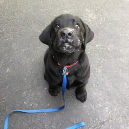 Labrador Retriever Puppies from Landon J Farms Labrador Retrievers