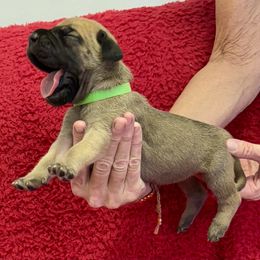 Light green collar - Fawn female Great Dane puppy in Morriston, Florida from Boulder View Danes
